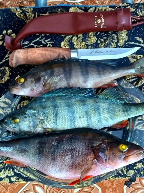 Карелия, Чупа: зимняя рыбалка за темным окунем на лесной ламбушке после мороза и урагана