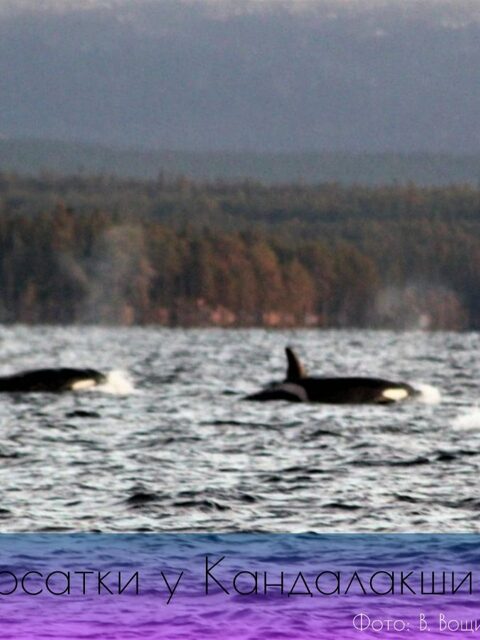 Белое море, Чупа: зимняя рыбалка со льда на корюшку и навагу в Карелии
