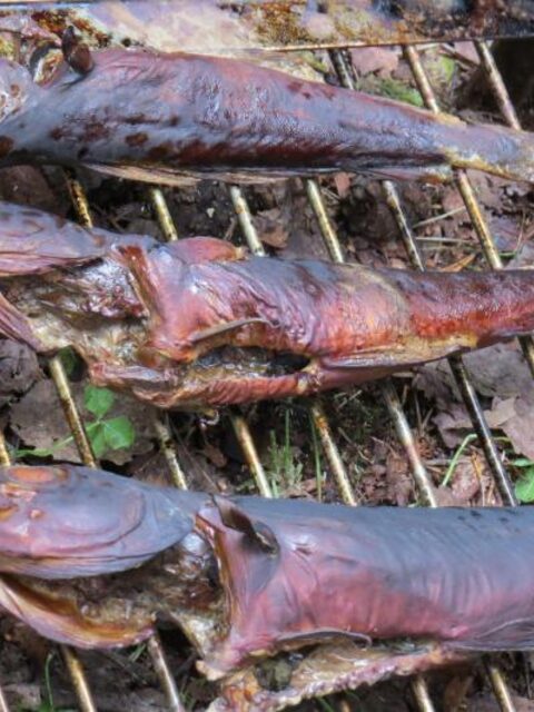 Чупа: рыбалка на Белом море с треской до 2 кг и мелкой камбалой