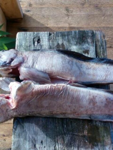 Улов у Соколки уже прочат в коптильню. Карельское Беломорье