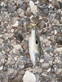 Рыбалка в Суре