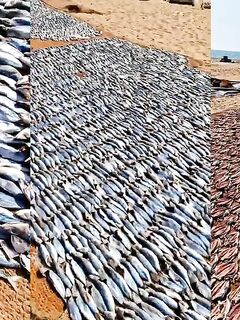 Рыбалка в Негомбо