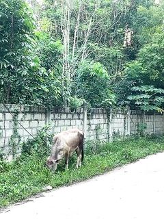 Рыбалка на Бохоле