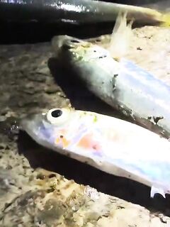 Рыбалка в России