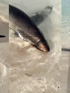 Рыбалка в Занзибаре