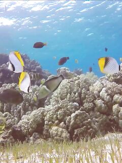 Рыбалка в Акабе