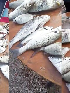 Рыбалка в Лараше