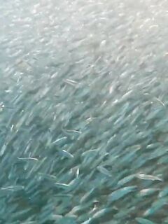 Рыбалка у острова Корал-Айленд (Ко Хэ)