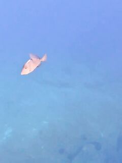 Рыбалка в Писсури (Pissouri Bay)