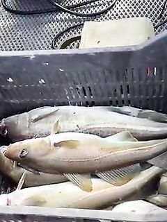 Рыбалка на Баренцевом море