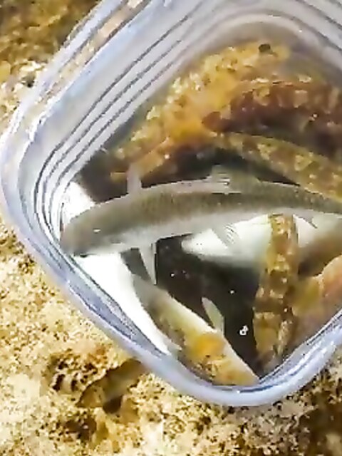 Рыбалка в Актау