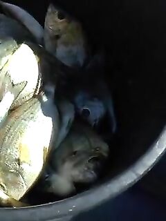 Рыбалка на Чёрном море