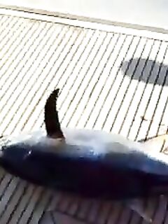 Рыбалка на Красном море