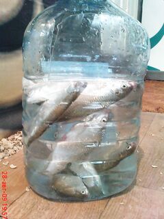 Рыбалка на Должанской косе