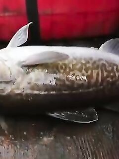 Рыбалка на Итурупе