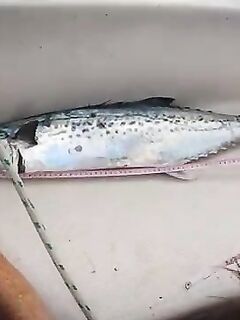 Рыбалка на Большом Барьерном рифе