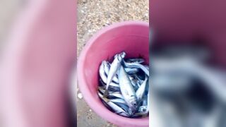 Витязево - морская рыбалка