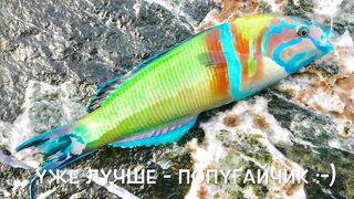 Турция, Текирова - рыбалка у скалы