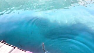 Рыбалка на барракуду в Турции - Каш, 2024