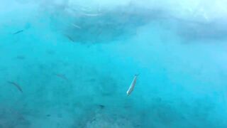 Рыбалка на барракуду в Турции - Каш, 2024