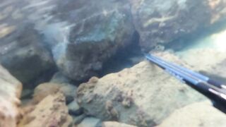 Турция, Газипаша - подводная охота и морская рыбалка