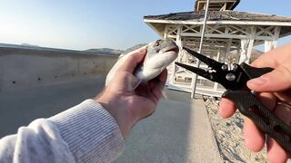 Бодрумские дорады откусывают крючки вместе с приманками - часть 1. Turkey Rockfishing