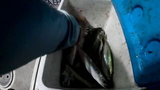 Кипр - впервые ловлю скумбрию на sabiki, часть 72 - сезон 2025