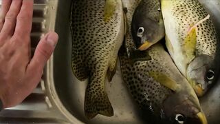 Джибути - неизведанный остров и рыбалка на острове