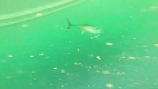 Рыбалка в Аджмане, ОАЭ