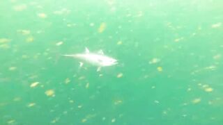 Рыбалка в Аджмане, ОАЭ