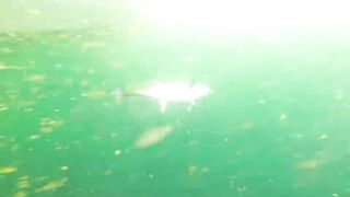 Рыбалка в Аджмане, ОАЭ