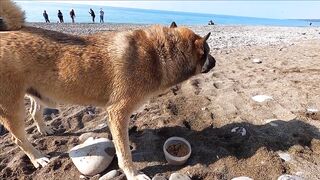 Лазаревское - рыбалка шариком на море, 04.11.2020, Сочи, ноябрь