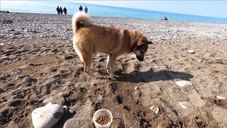 Лазаревское - рыбалка шариком на море, 04.11.2020, Сочи, ноябрь