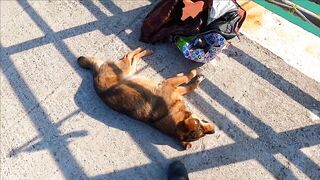 Лазаревское - рыбалка шариком на море, 04.11.2020, Сочи, ноябрь