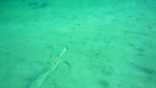 Spearfishing sea bass in Alexandria, head shots