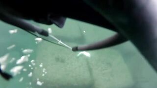 Spearfishing sea bass in Alexandria, head shots
