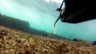 Spearfishing sea bass in Alexandria, head shots