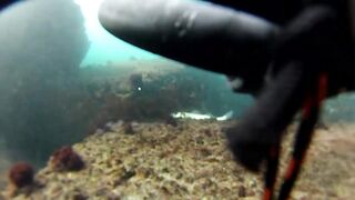 Spearfishing sea bass in Alexandria, head shots