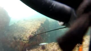 Spearfishing sea bass in Alexandria, head shots