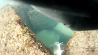 Spearfishing sea bass in Alexandria, head shots