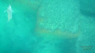 Spearfishing sea bass in Alexandria, head shots