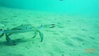 Spearfishing sea bass in Alexandria, head shots