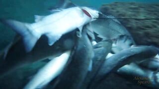 Spearfishing sea bass in Alexandria, head shots
