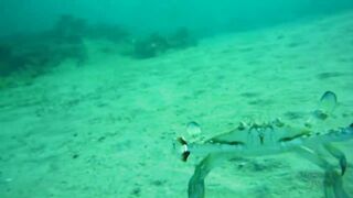Spearfishing sea bass in Alexandria, head shots