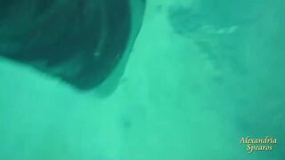 Spearfishing sea bass in Alexandria, head shots