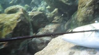 Spearfishing sea bass in Alexandria, head shots