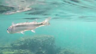 Spearfishing in Alexandria, Egypt 2017, Destination Croatia