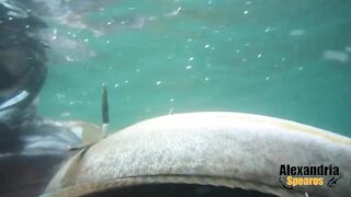 Spearfishing in Alexandria, Egypt 2017, Destination Croatia