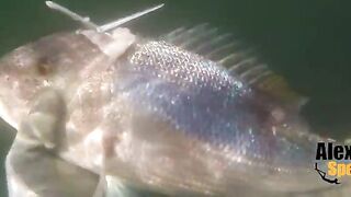 Spearfishing in Alexandria, Egypt 2017, Destination Croatia