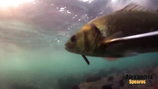 Spearfishing in Alexandria, Egypt 2017, Destination Croatia